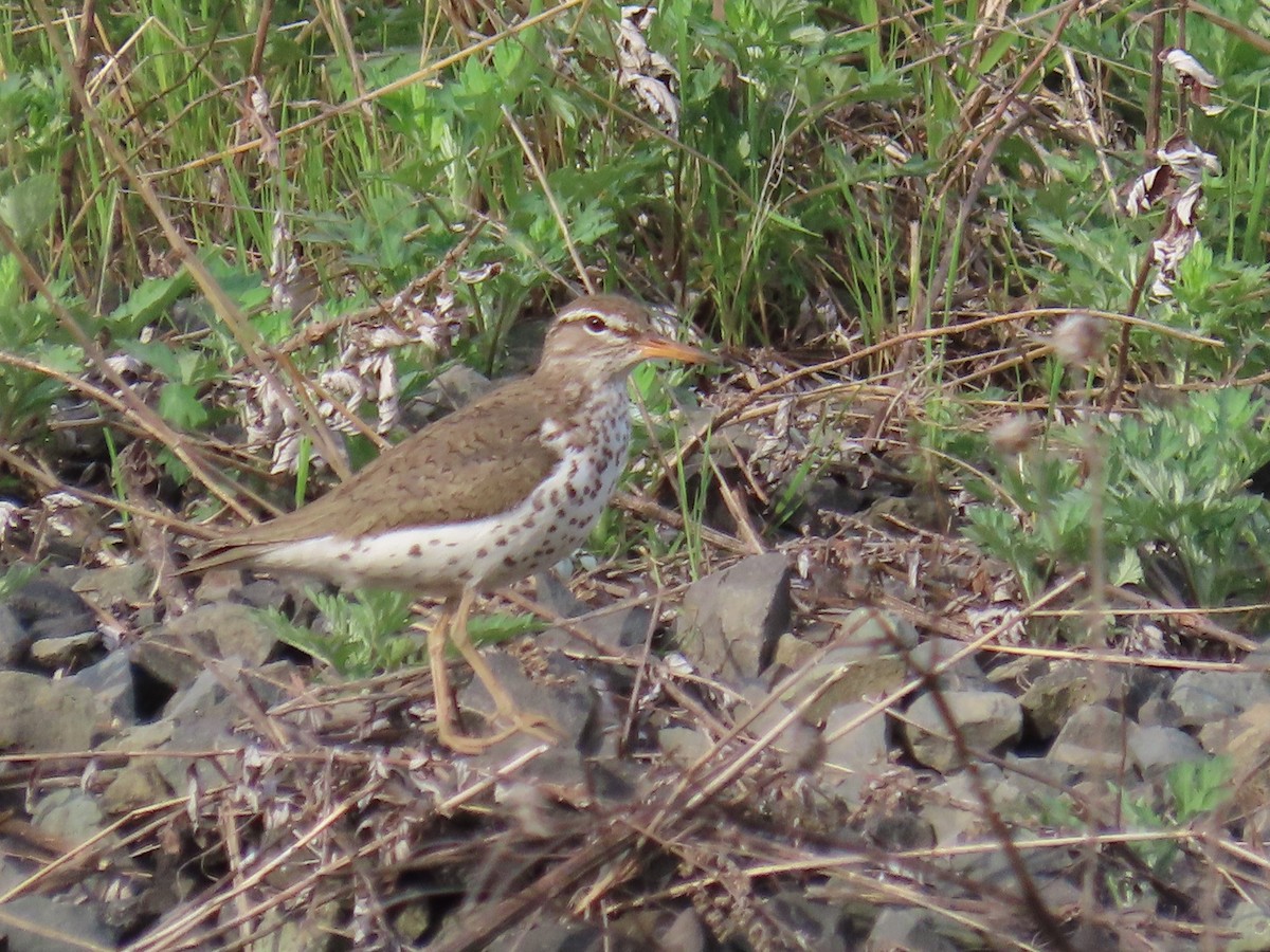 Spotted Sandpiper - ML634435693