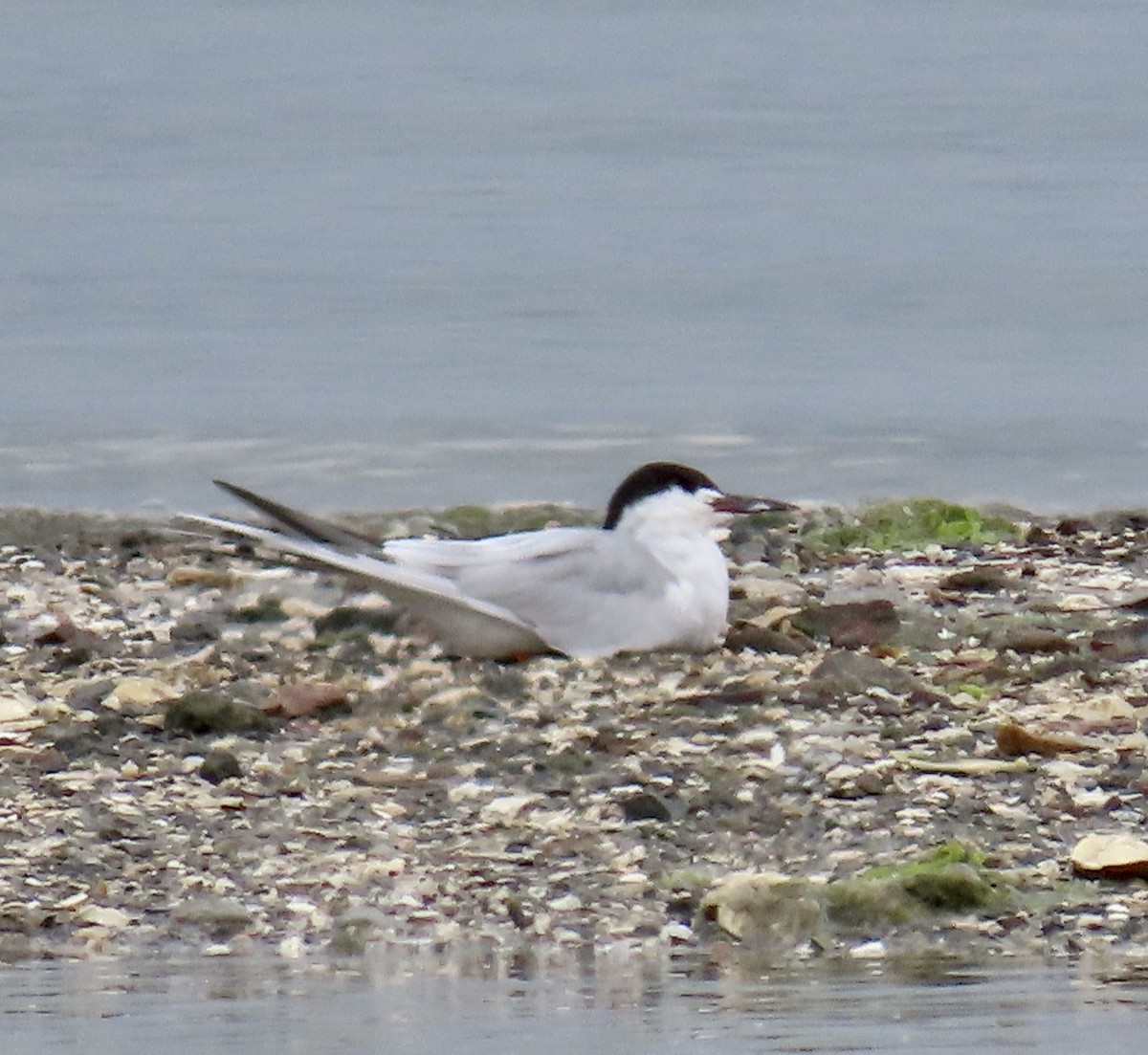 Forster's Tern - ML634435702