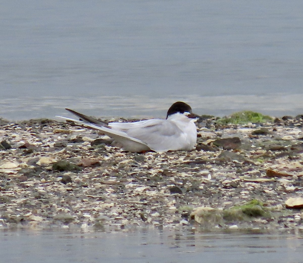Forster's Tern - ML634435703