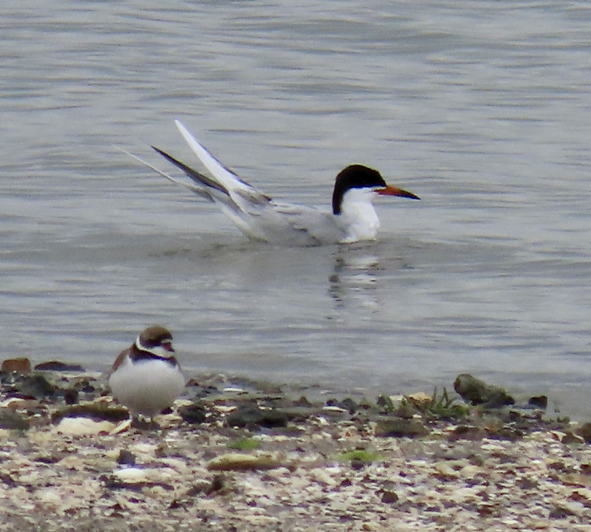Forster's Tern - ML634435704