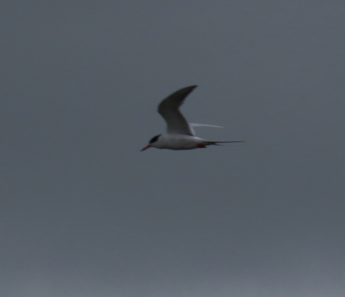 Forster's Tern - ML634435705