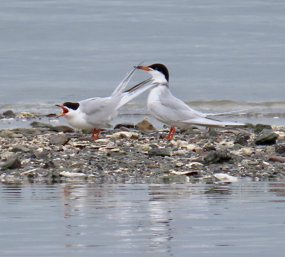 Forster's Tern - ML634435706