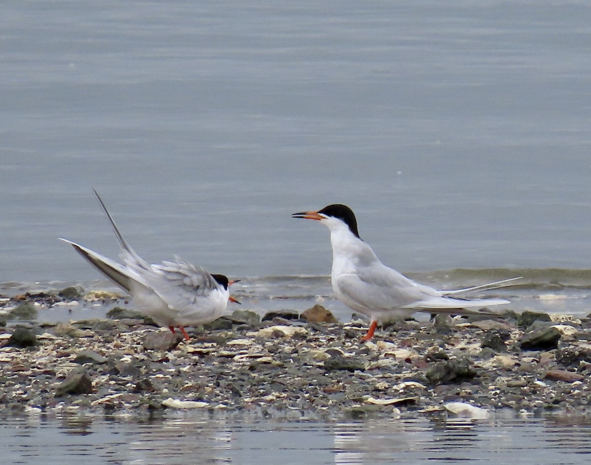 Forster's Tern - ML634435707