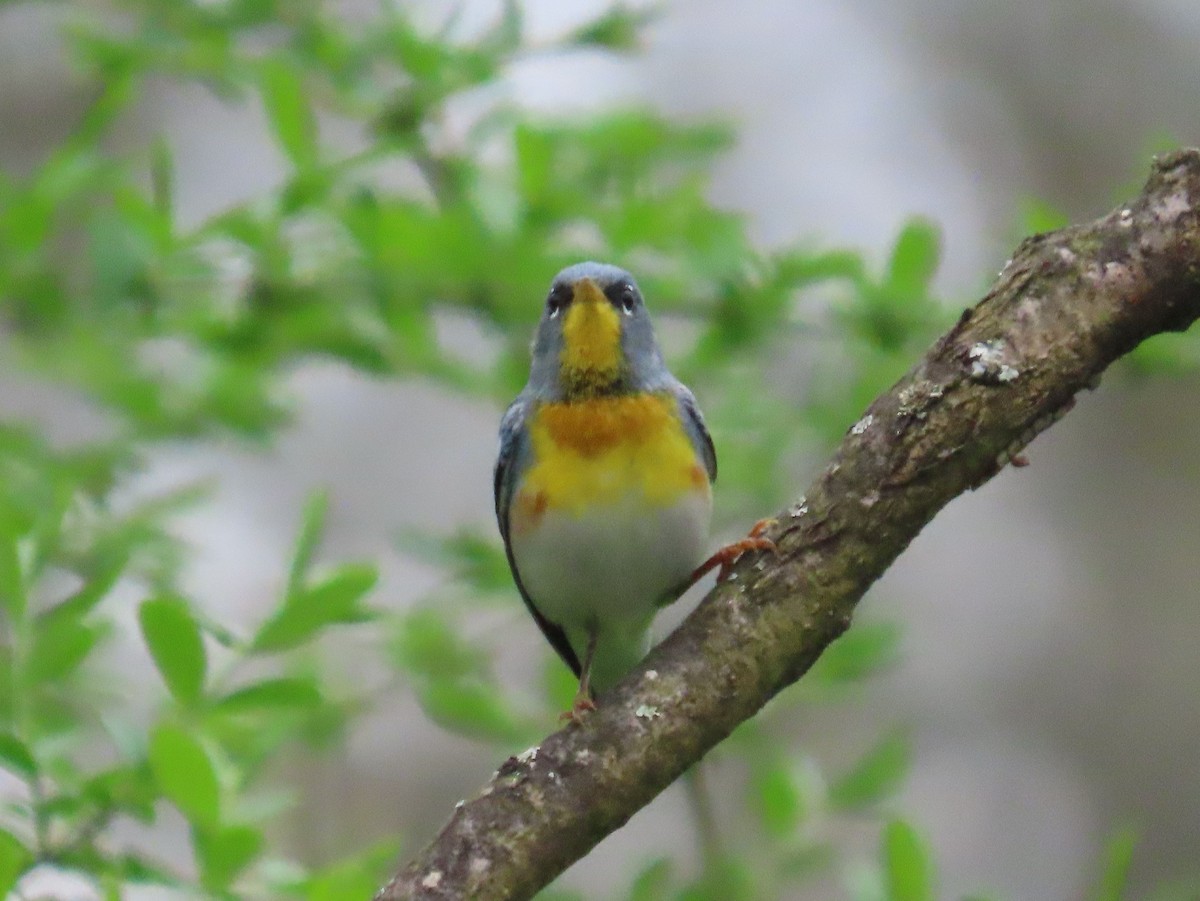 Northern Parula - ML634435799