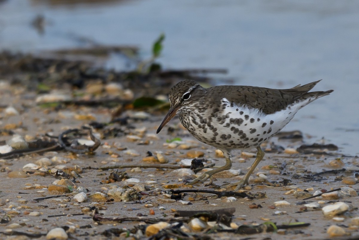 Spotted Sandpiper - ML634435805
