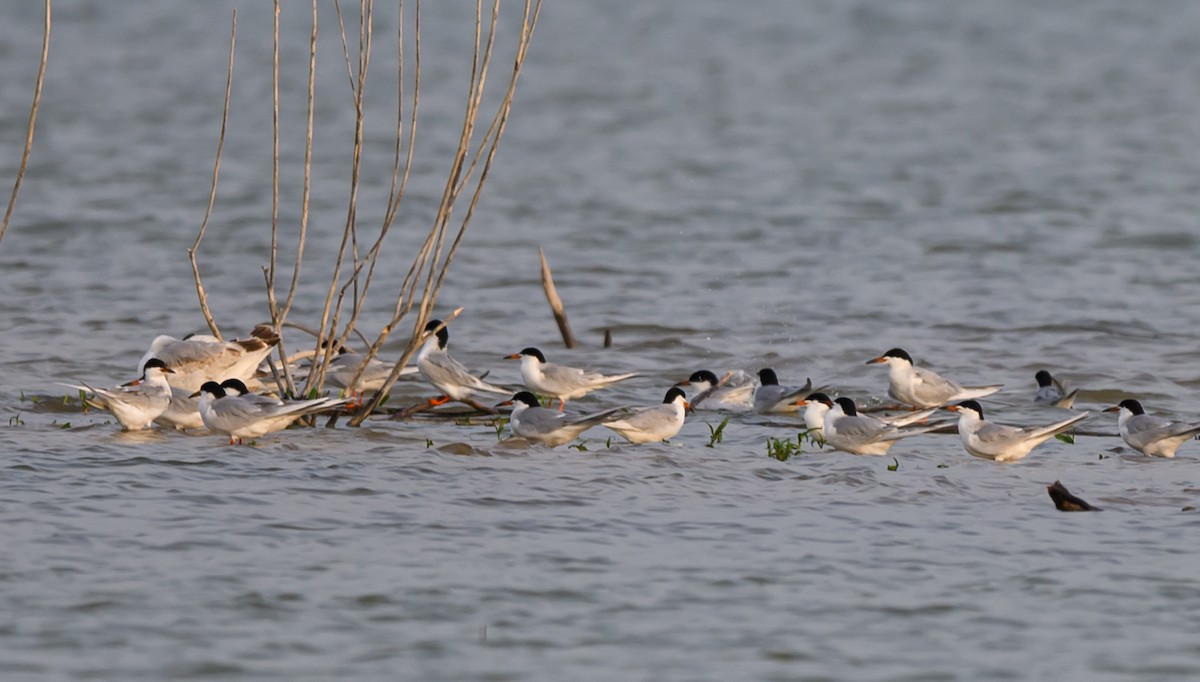 Forster's Tern - ML634435854