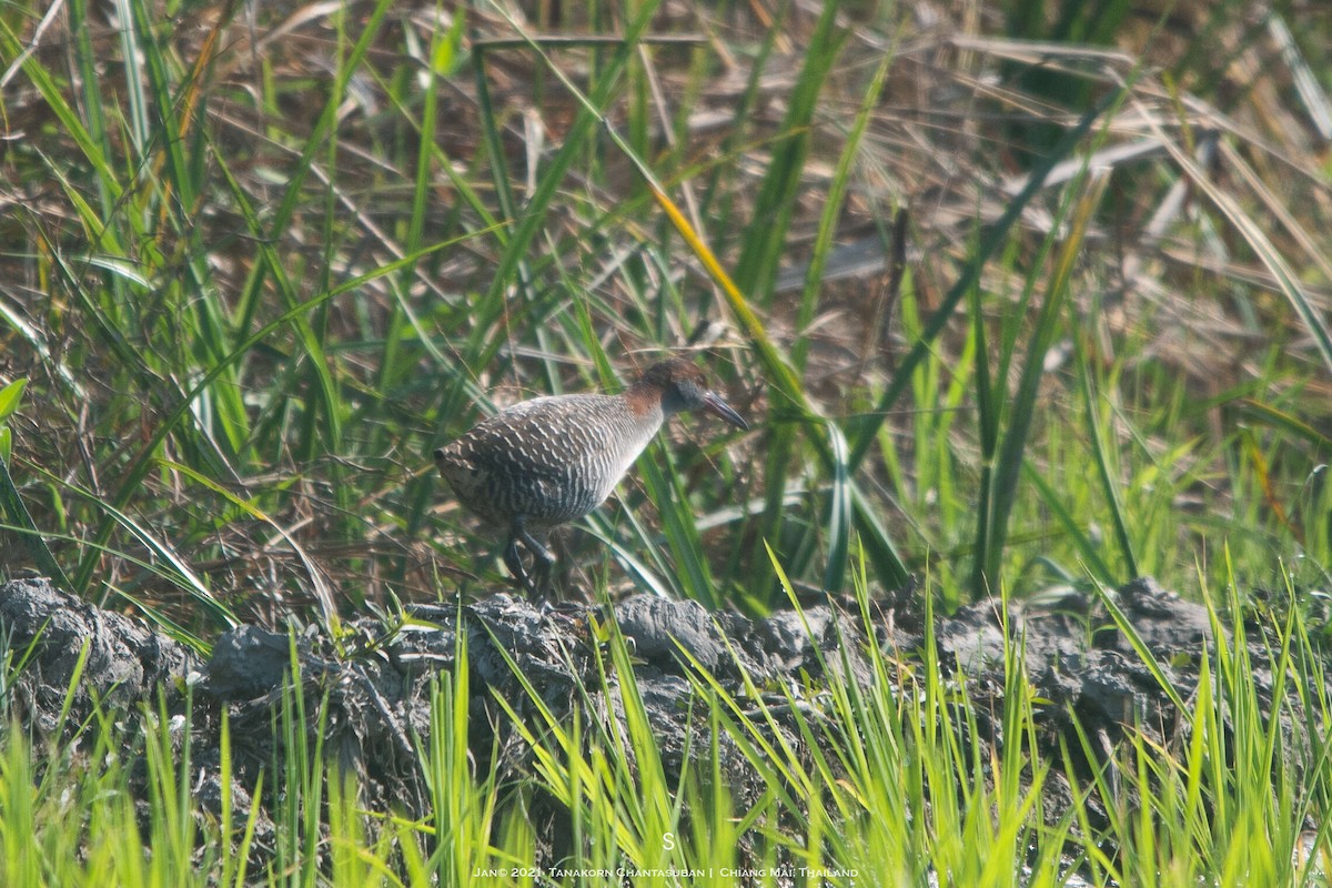 Slaty-breasted Rail - ML634435932