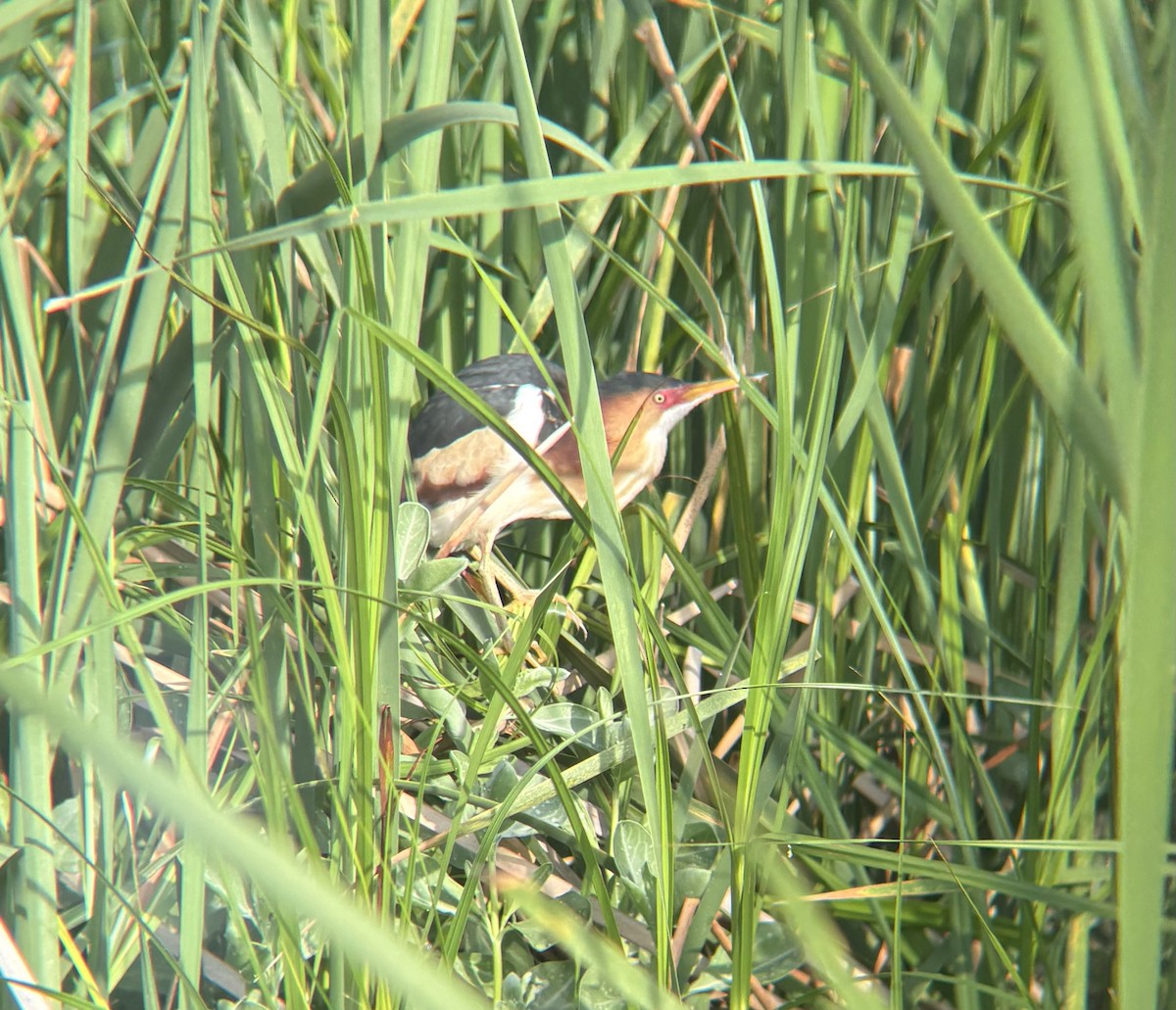 Least Bittern - ML634435936