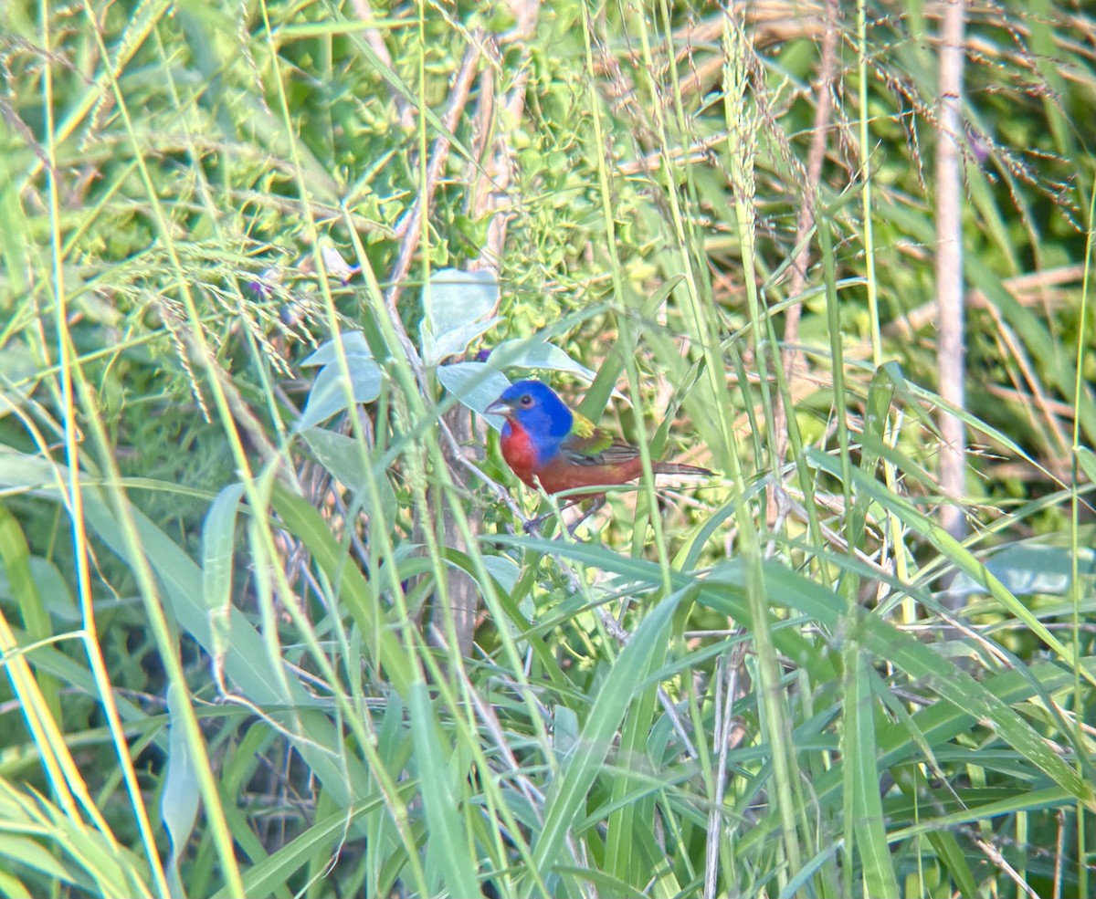 Painted Bunting - ML634435980