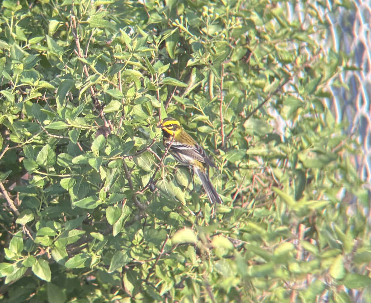 Townsend's Warbler - ML634436007