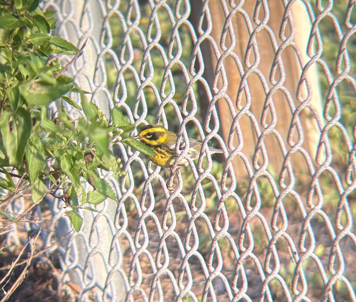 Townsend's Warbler - ML634436008
