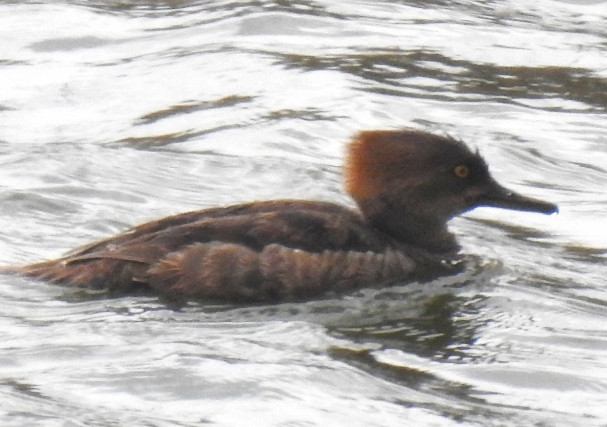 Hooded Merganser - ML634436014