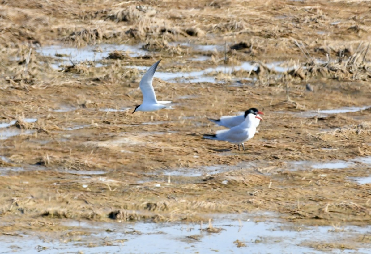 Gull-billed Tern - ML634436054