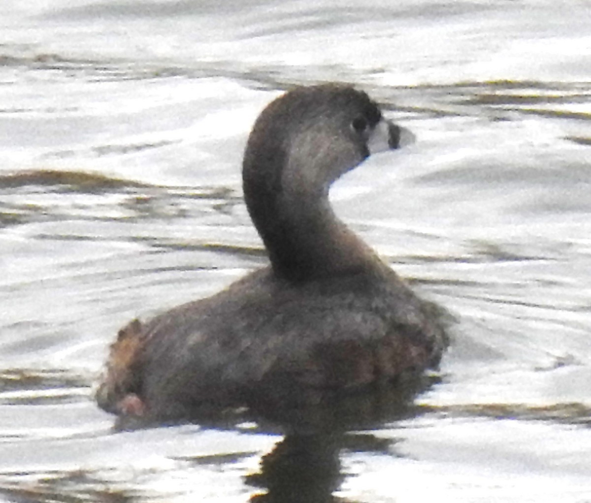 Pied-billed Grebe - ML634436094