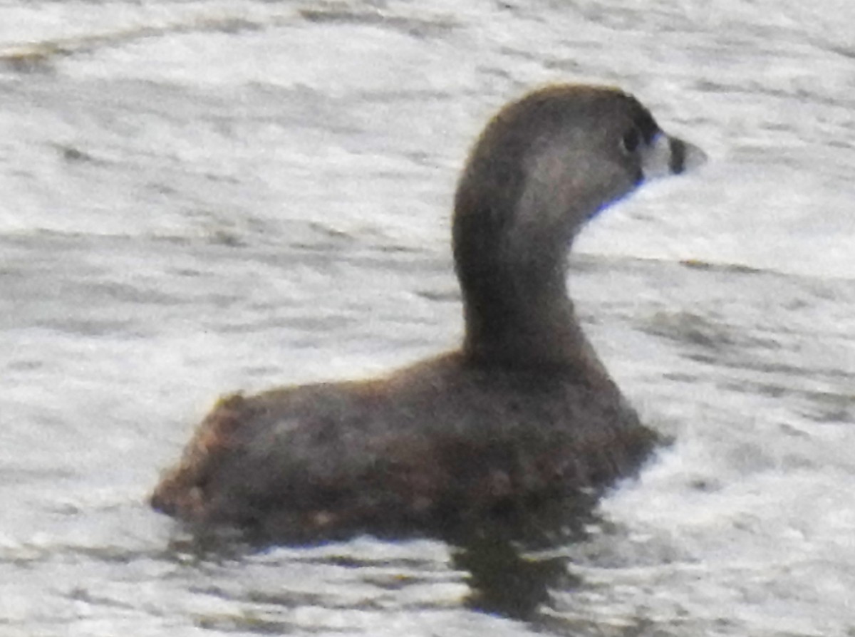Pied-billed Grebe - ML634436095