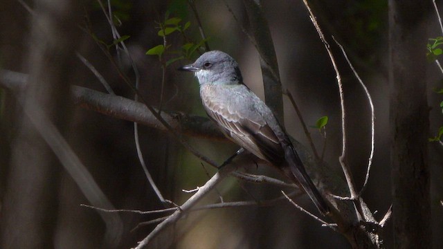 Cassin's Kingbird - ML634436125