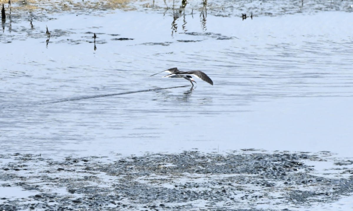 Black Skimmer - ML634436215
