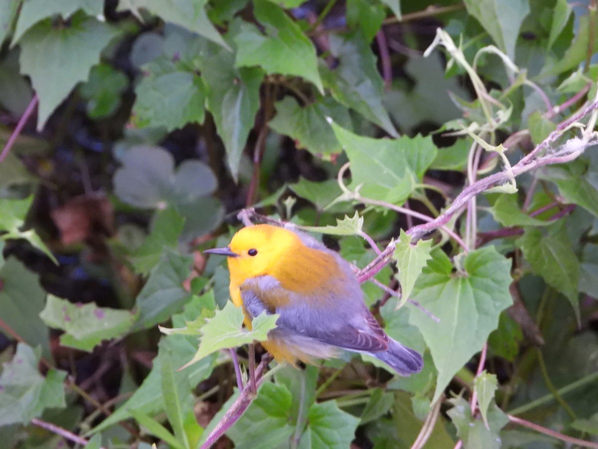 Prothonotary Warbler - ML634436312