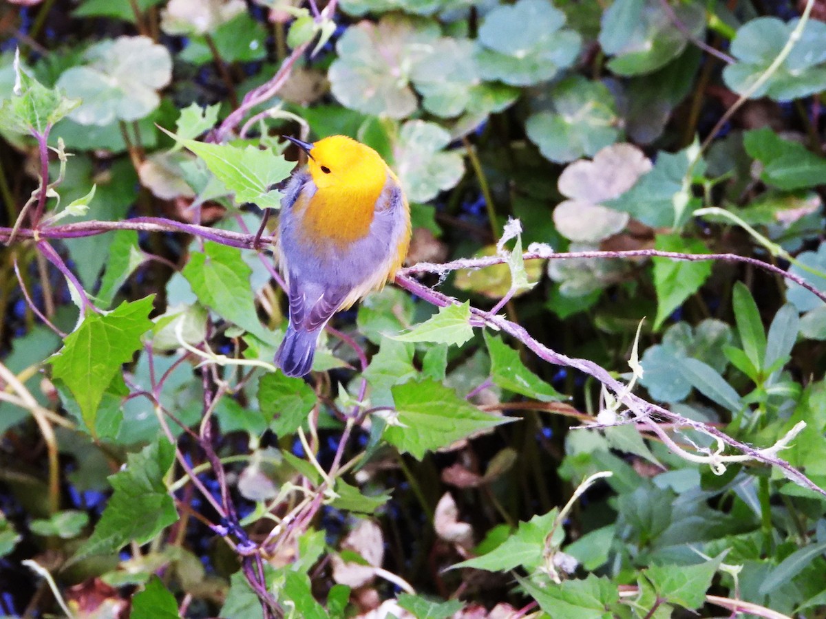 Prothonotary Warbler - ML634436328