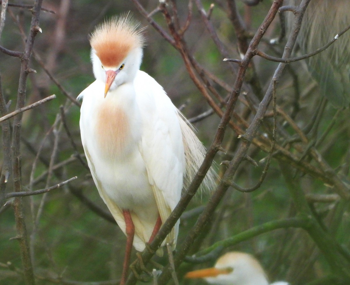 Western Cattle-Egret - ML634436357