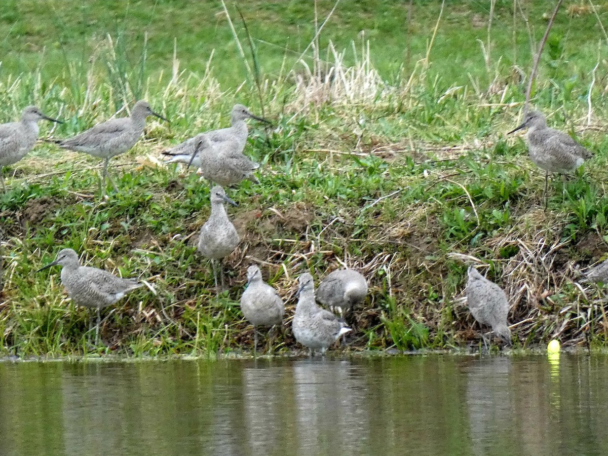 Willet - ML634436368