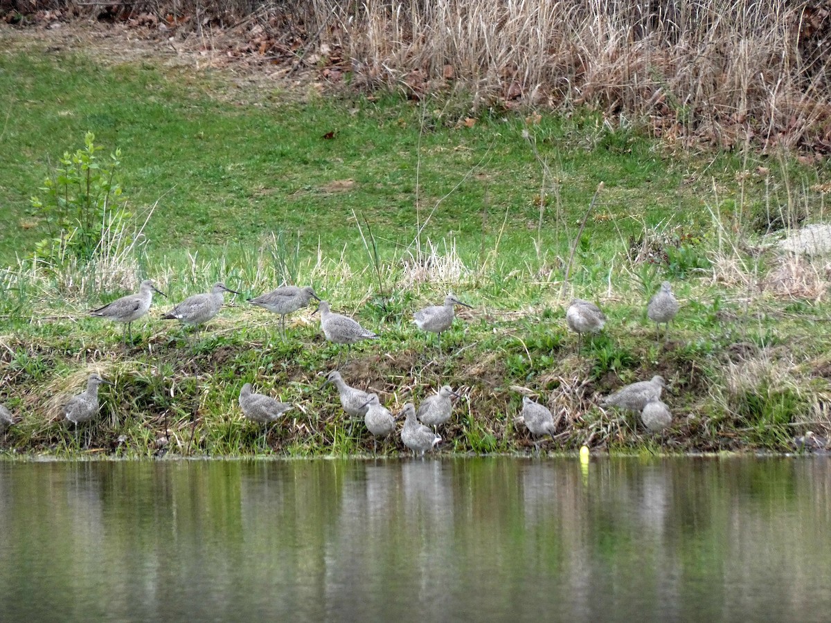 Willet - ML634436376