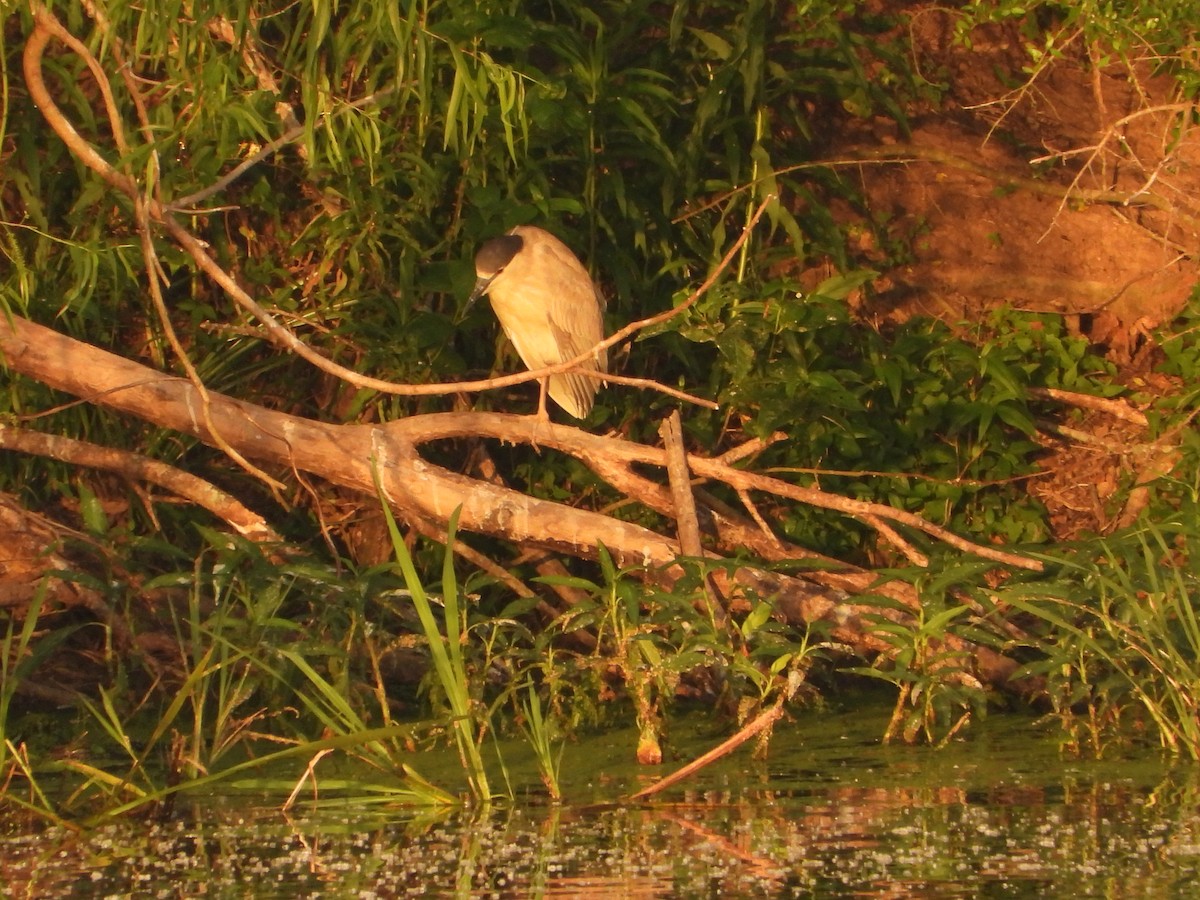 Black-crowned Night Heron - ML634436389