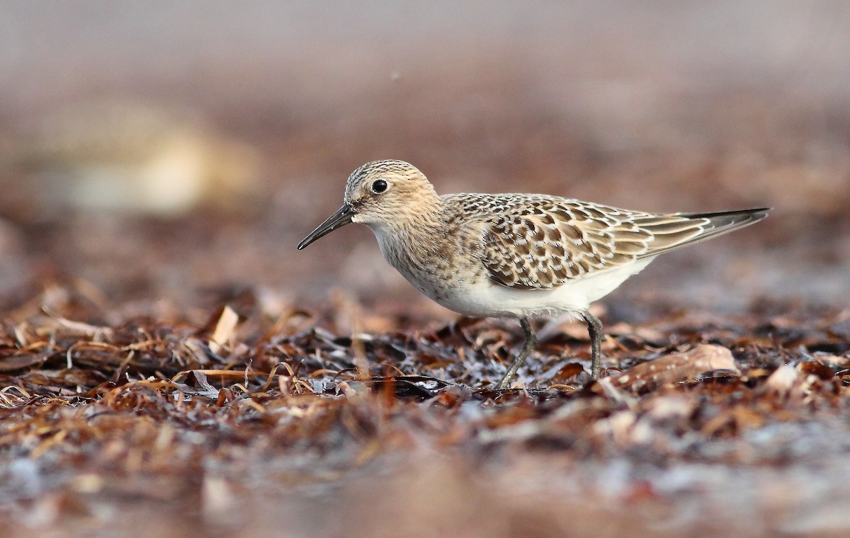 Baird's Sandpiper - ML63443681