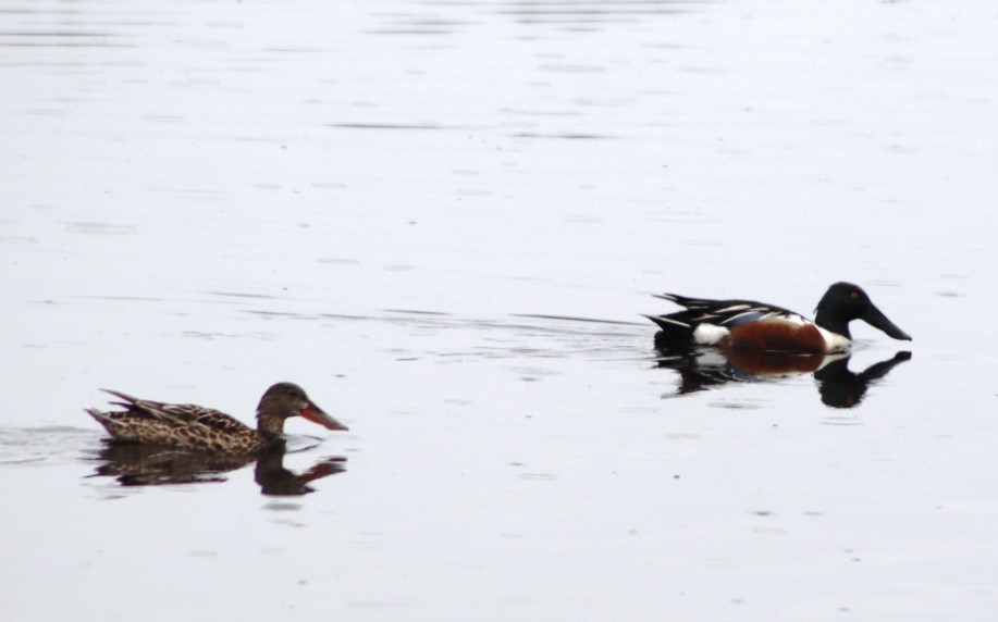 Халбага нугас - ML634436832