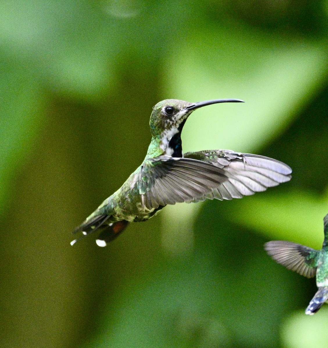 Black-throated Mango (Ecuadorian) - ML634436928