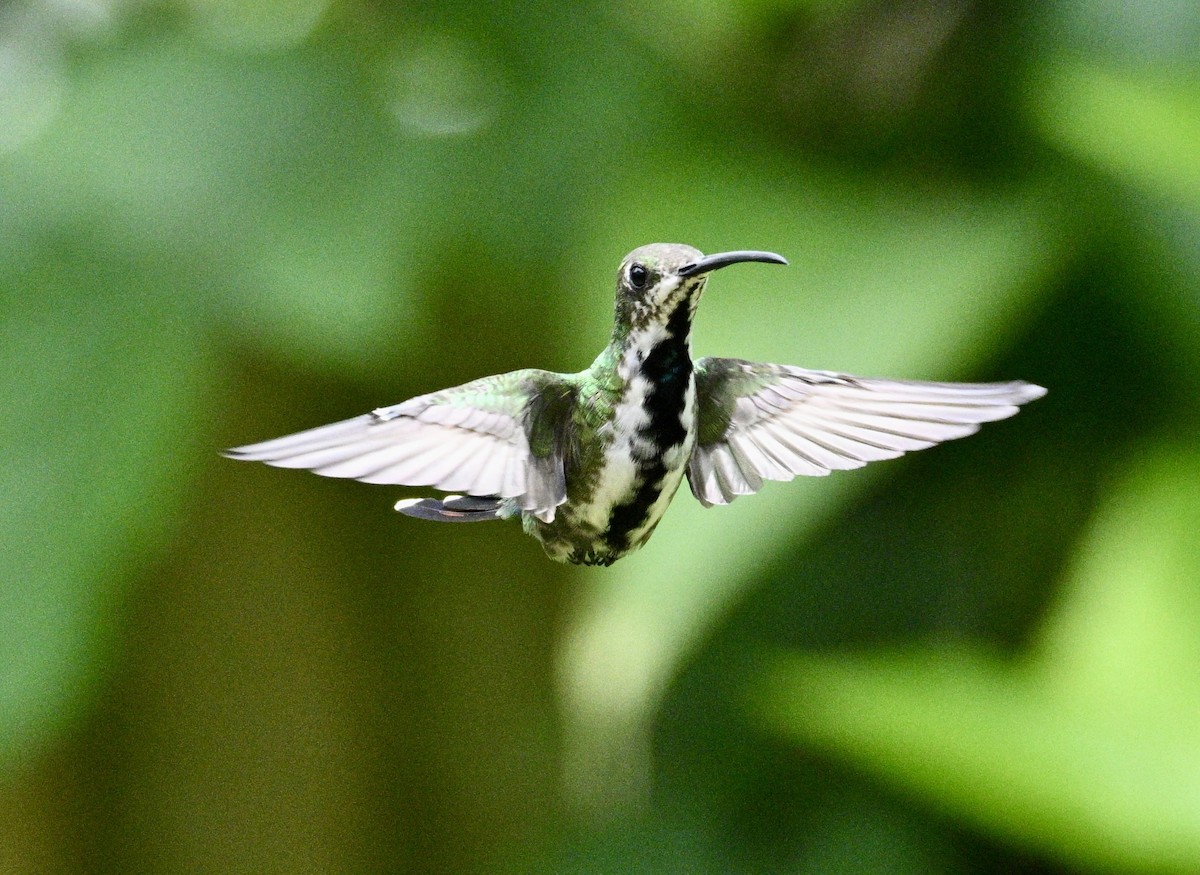 Black-throated Mango (Ecuadorian) - ML634436929
