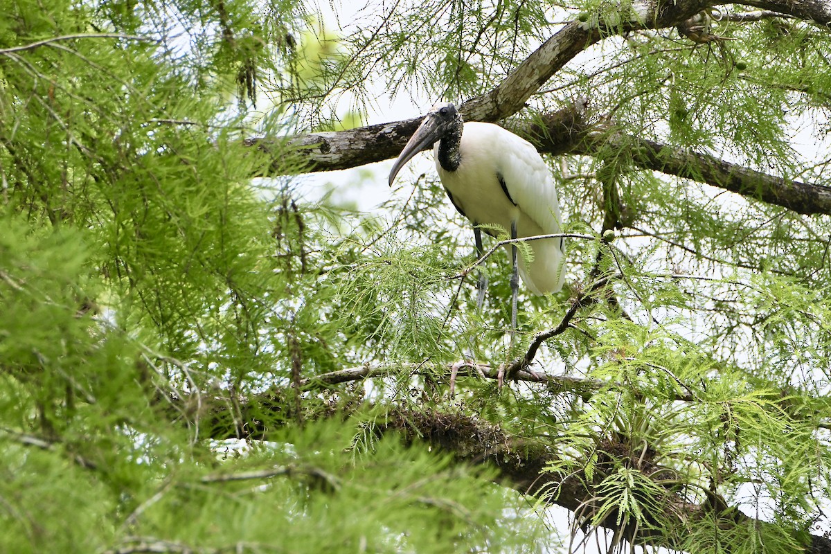 Wood Stork - ML634436972
