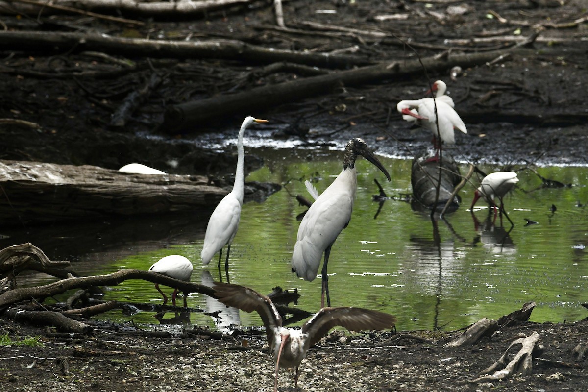 Wood Stork - ML634437023