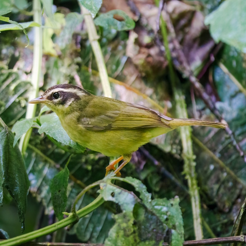 Dreistreifen-Waldsänger - ML634437108