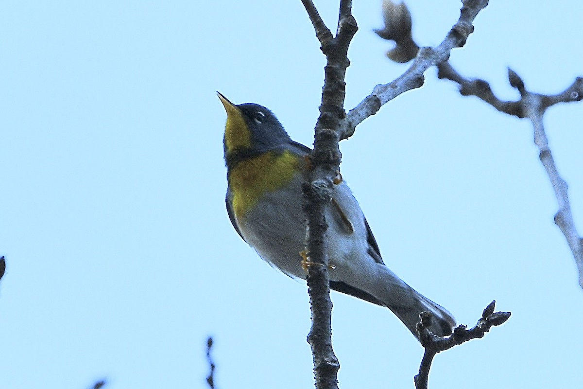 Northern Parula - ML634437125