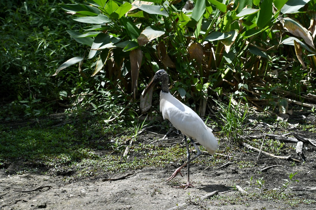 Wood Stork - ML634437159