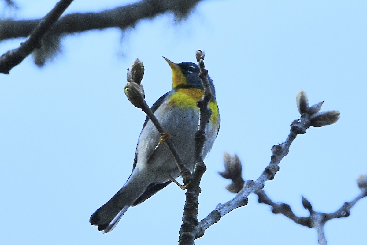 Northern Parula - ML634437210