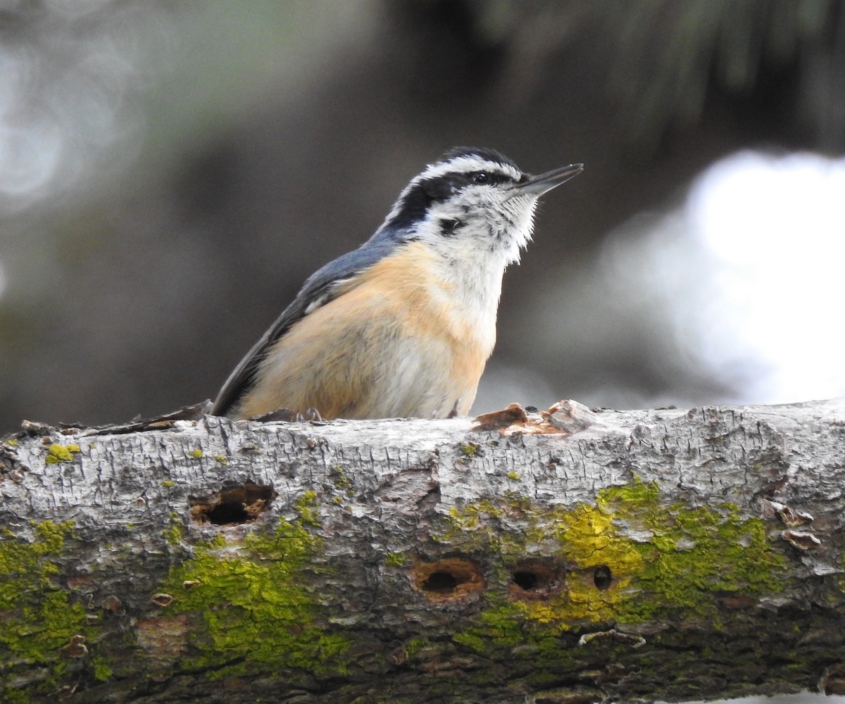 Red-breasted Nuthatch - ML634437216