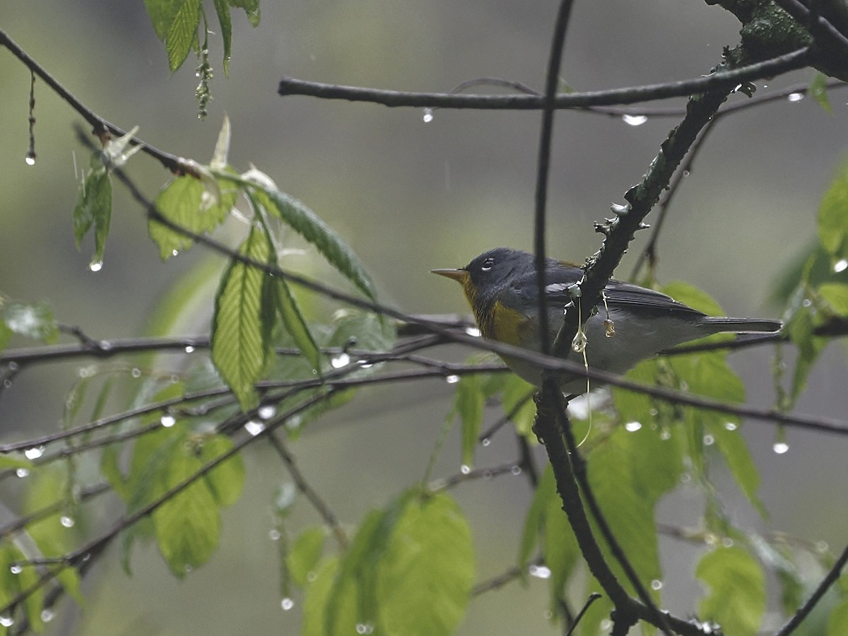 Northern Parula - ML634437236