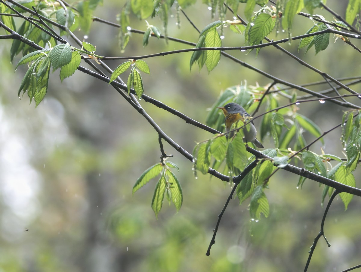Northern Parula - ML634437245