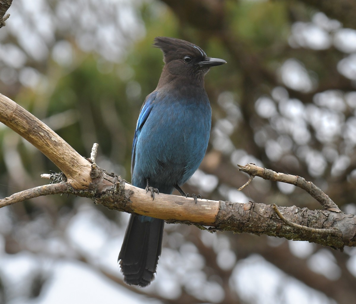 Steller's Jay - ML634437326
