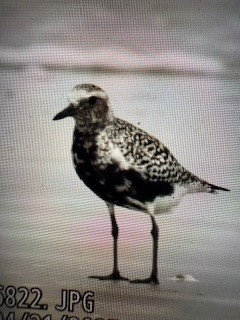 Black-bellied Plover/golden-plover sp. - ML634437421