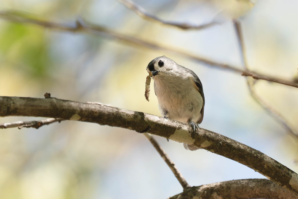 Tufted Titmouse - ML634437930