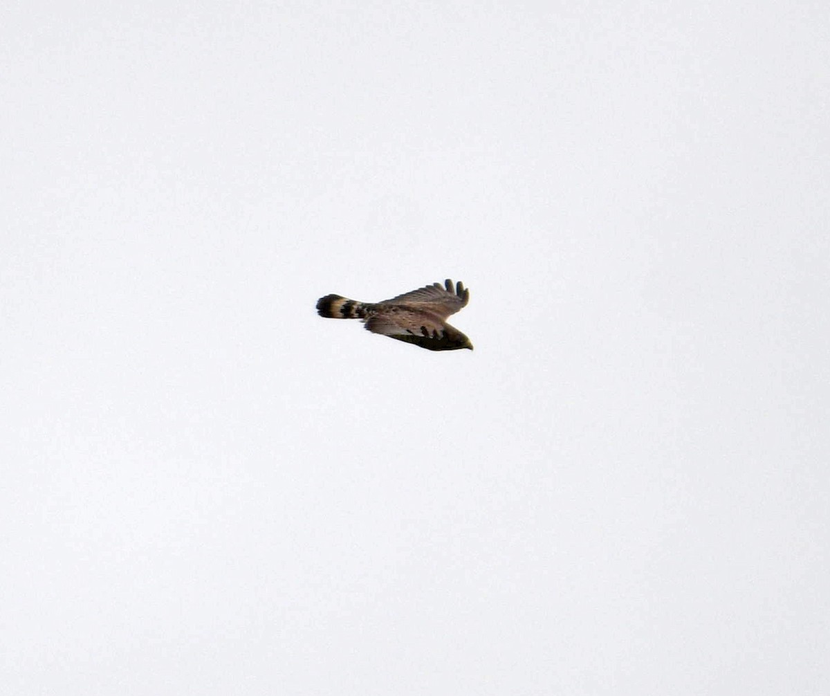 Broad-winged Hawk - ML634437957