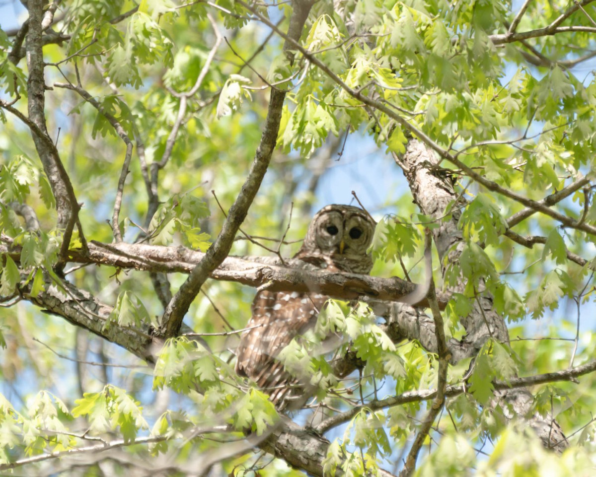 Barred Owl - ML634437966