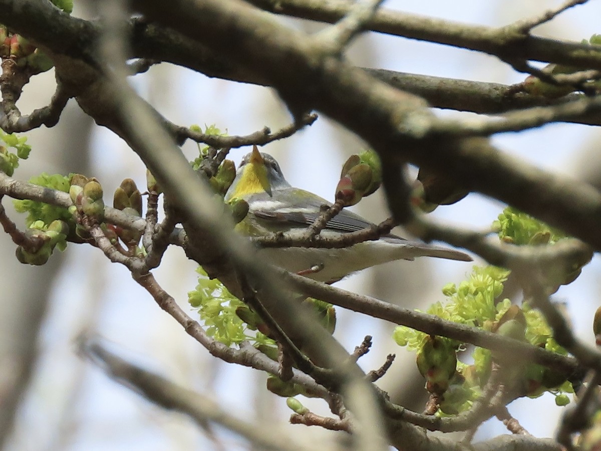 Northern Parula - ML634438186