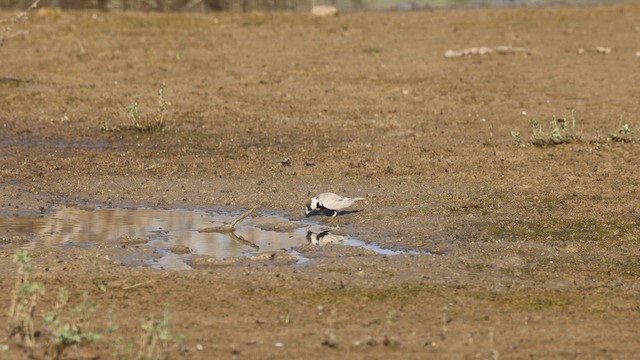 Black-crowned Sparrow-Lark - ML634438386