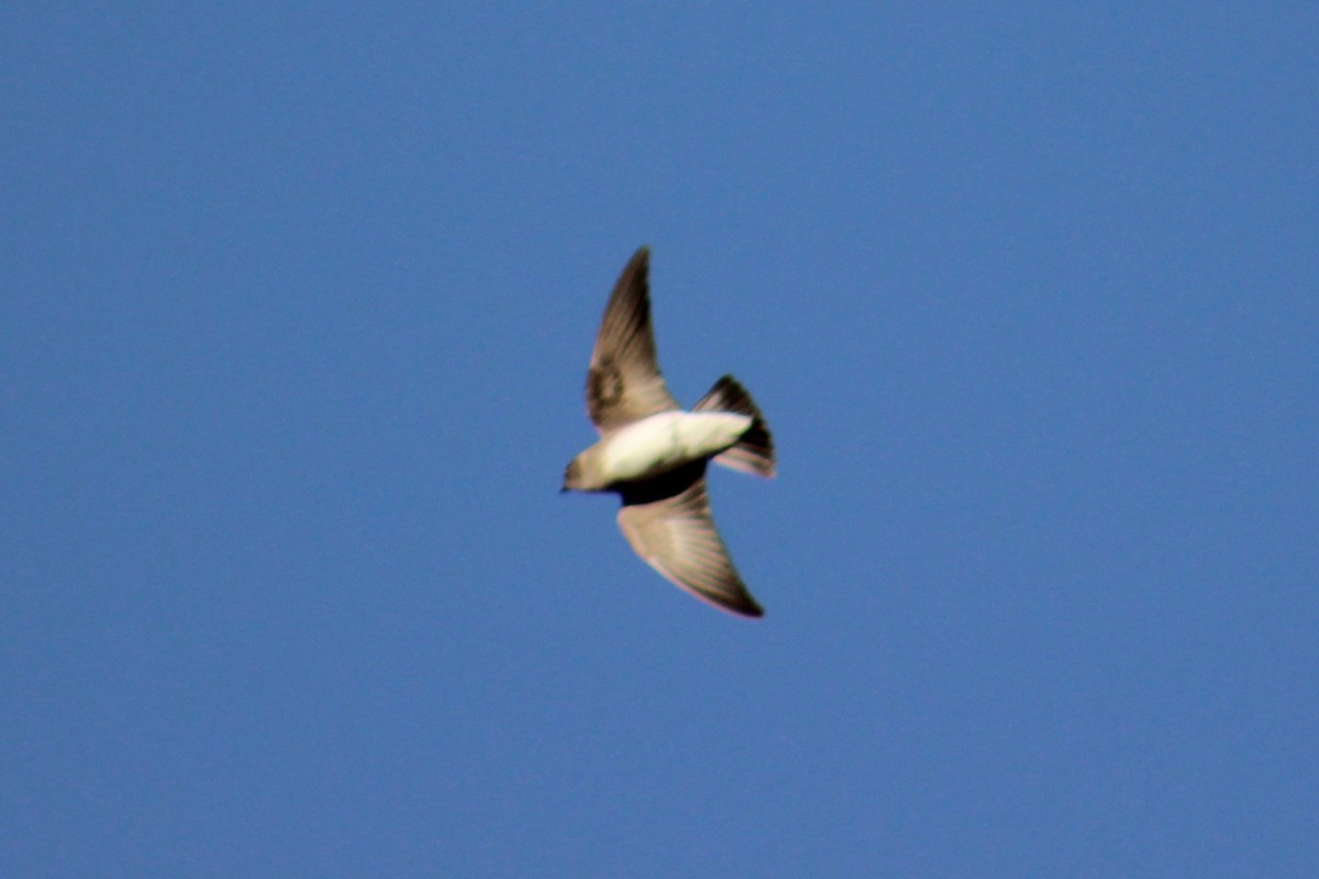 Northern Rough-winged Swallow - ML634438420