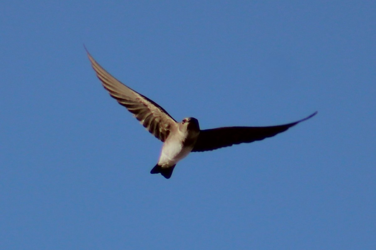 Northern Rough-winged Swallow - ML634438421