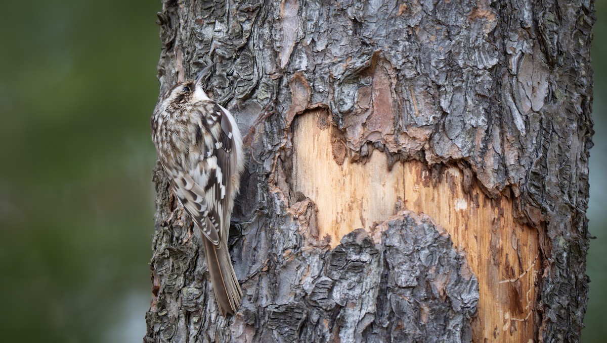 Brown Creeper - ML634438550
